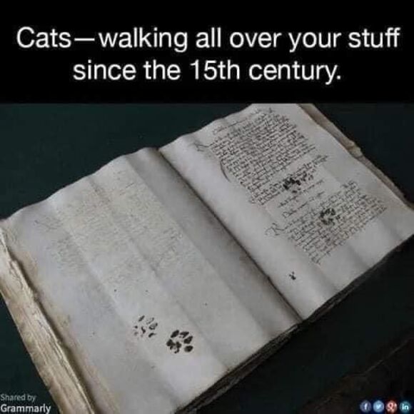 1951 James and Macarthur A Novel About Two Cats by Jenny Laird. First Edition - Picture 12 of 12